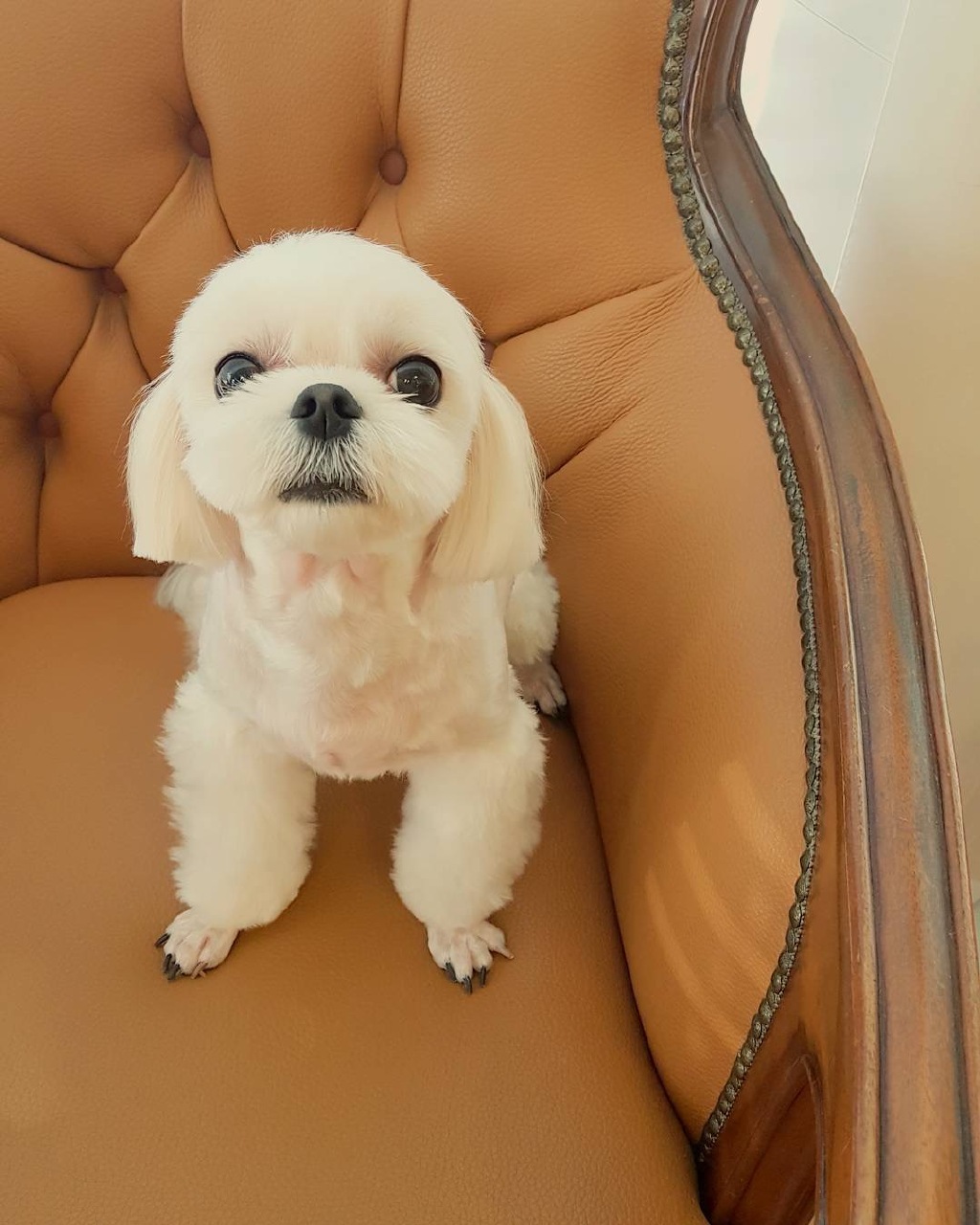 [BLACKPINK][分享]170823 物似主人型 和JISOO-JENNIE般可爱的爱宠新照来袭