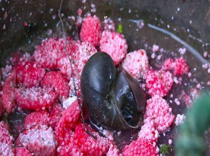 值得注意的是:这种寄生于福寿螺的"广州管圆线虫",在生吃时才会被感染