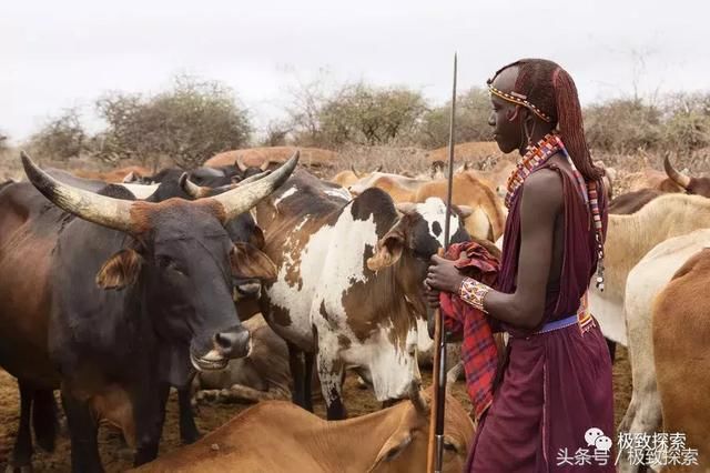 马赛人和他的牲畜 "平均每年有多达25%的牛被食肉动物吃掉.