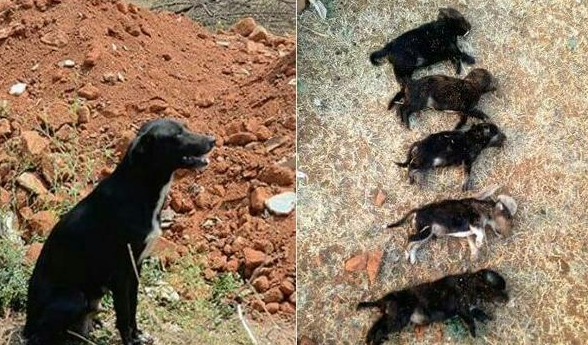 狗妈产下狗崽,却目睹孩子被瞬间踩死,不久含泪而终