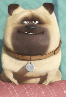 巴哥犬（pug），原产于中国，富有魅力而且高雅，14世纪末正式命名为“巴哥”其词意古语为鬼，狮子鼻或小猴子的意思。巴哥犬容易有睫毛倒插的毛病，头部皱折多，容易眼睑内翻，也容易泪管阻塞，而有两条明显的泪痕。巴哥犬是体贴，可爱的小型犬种，不需要运动或经常整理背毛，但需要同伴。容貌皱纹较多，走起路来象拳击手是其特征。它是以咕噜的呼吸声及象马一样抽鼻子的声音作为沟通的方式。同时，此犬具备优良及爱干净的个性，这些特色便成为广受喜爱的原因。