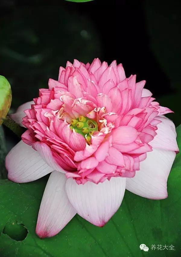 50种荷花伴你清凉一夏