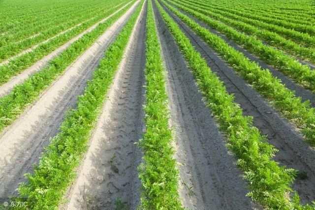 农村未来最值钱的是什么?你能想到是什么吗?