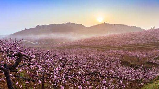 贵州瓮安：1500亩桃花齐绽放  游人如织