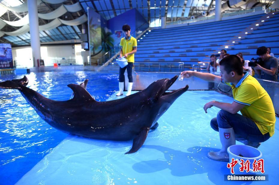 当日,安徽省合肥市出现持续高温天气,合肥海洋世界的饲养员为海洋动物