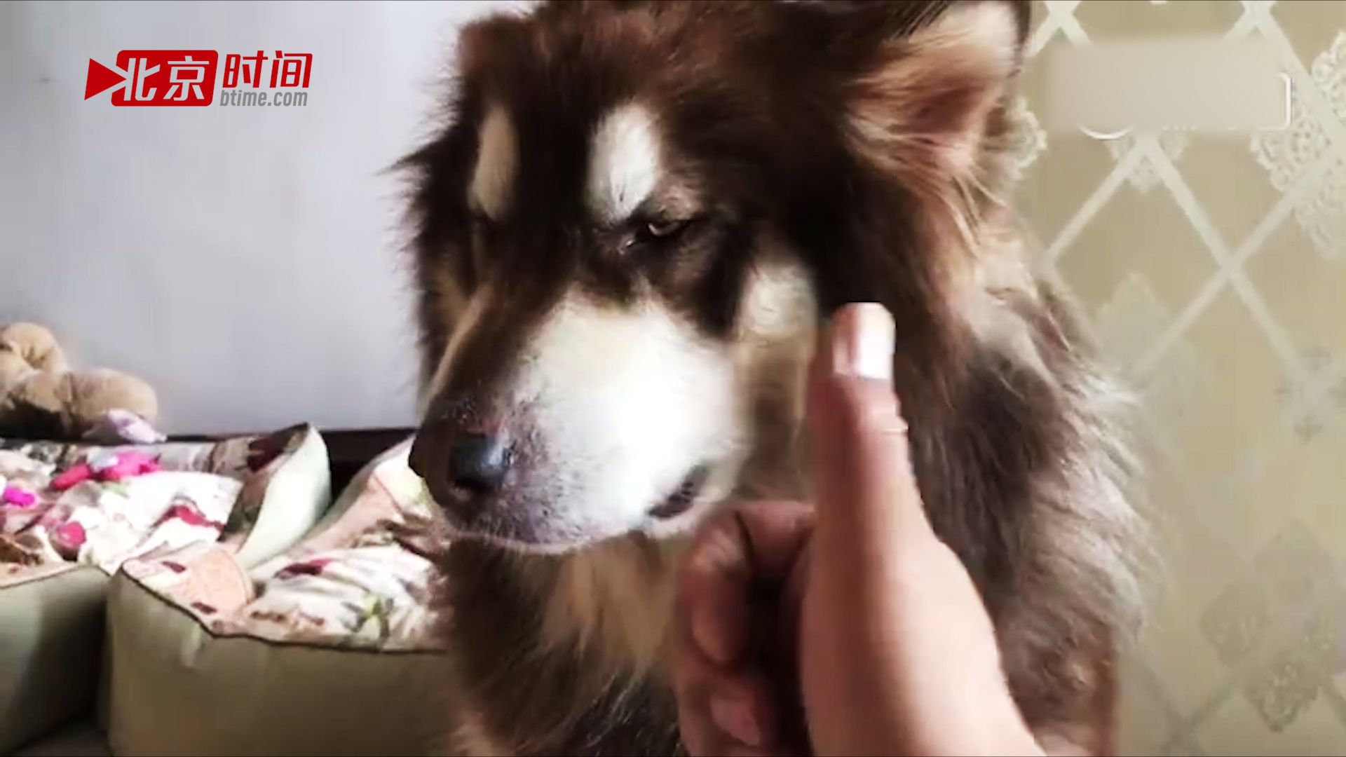 这只狗狗智商和演技都在线  “调虎离山” 偷零食