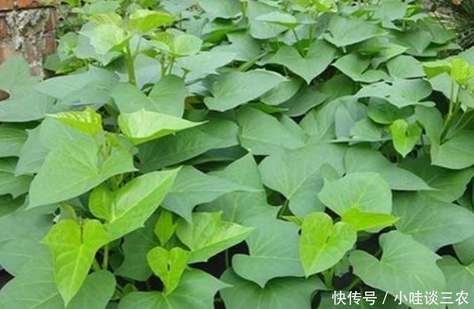 曾经用来喂猪红薯叶,现在农民靠它一年能赚上