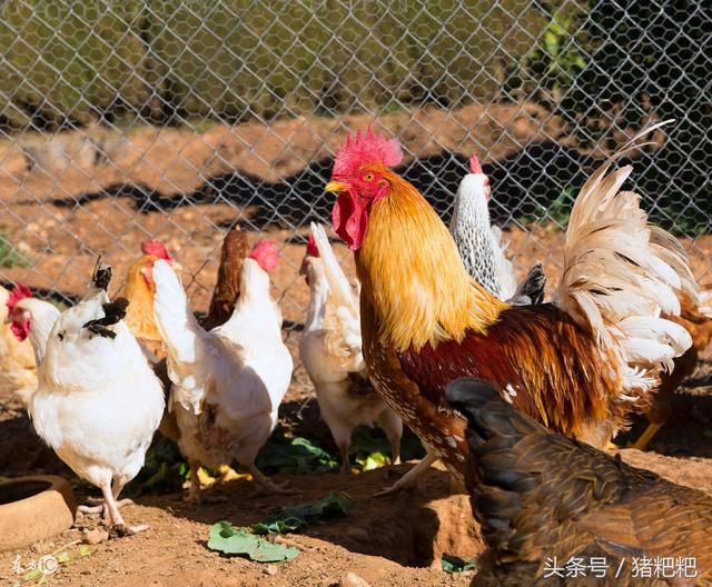 养鸡户们看过来:2018的养殖鸡补贴标准出来了