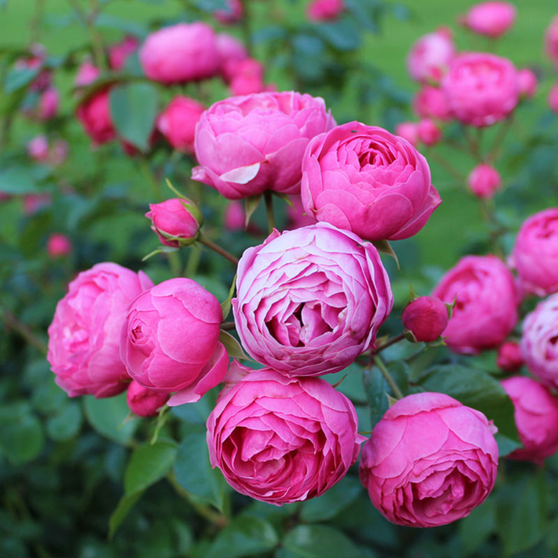 嫂子到日本旅游,把富士山的照片发朋友圈,亲戚