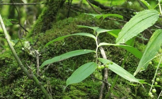农村这种名字怪怪的野草,农民以前都不重视,现