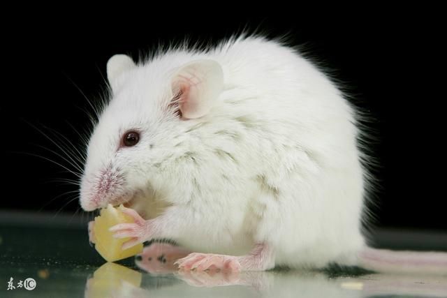 生肖鼠:4号开始,运气大爆发!千万钞票飞来,准备