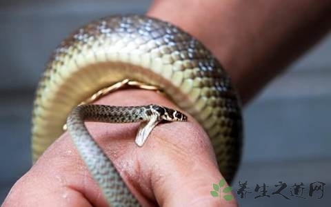 野外被蛇咬伤如何处理