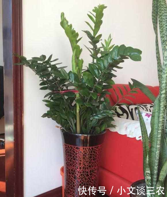 叶片扦插就能活金钱树,1妙招,成活率99%,加1料