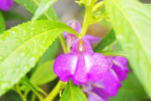 治疗灰指甲并不难,已经实践的小方法交给你,祛