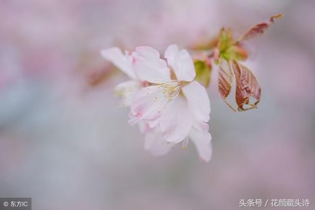 感悟藏头诗(烟花虽炫 转瞬即逝 人生虽美 弹指