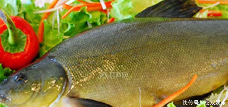 丁桂鱼是一种名贵鱼种,其肉质鲜美非普通鱼类