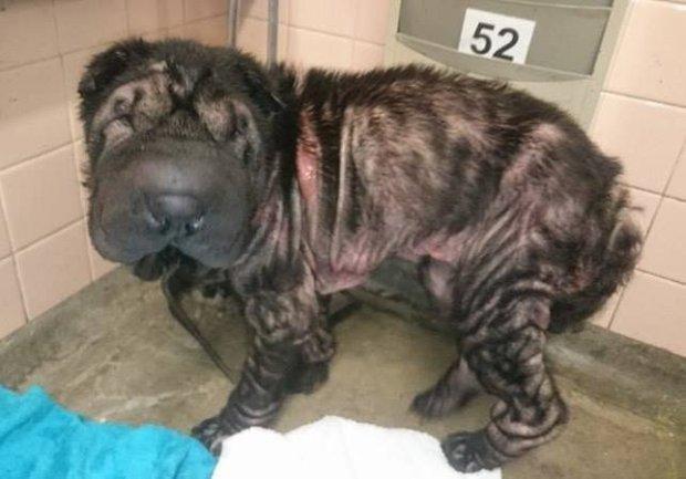 截止到今年，这个慈善机构已经花费了3万英镑（约26万人民币）用在救助和治疗可怜的沙皮狗项目上，机构创始人说，他们的资金来源大部分来自于公众，同时他们的工作也得到了一些兽医的支持。