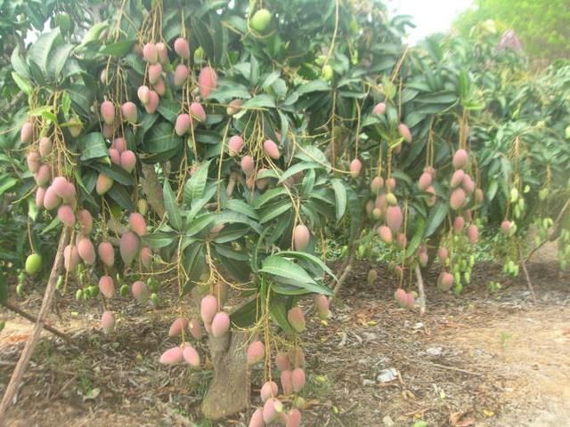 广西农村芒果一块一斤,城里卖4块一斤,为何产