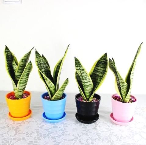 适合花粉过敏人群摆放在家的绿色盆栽,净化空