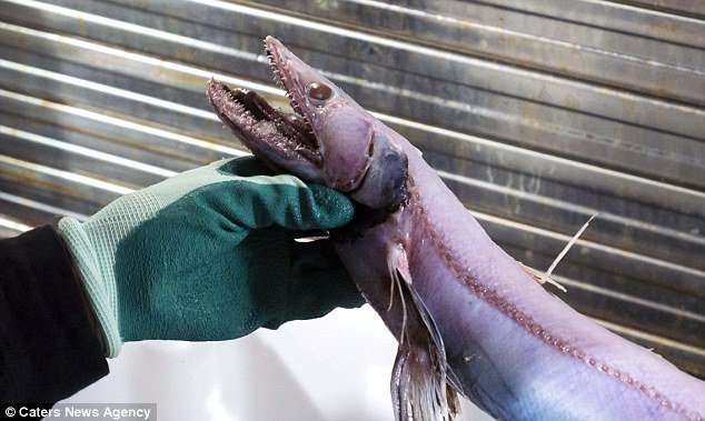 科学家抓到深海怪鱼:雌雄同体脸像蜥蜴