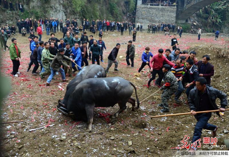 人们将两头斗得难分难解的水牯牛拉开(杨文斌摄/光明图片)