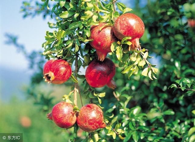 在农村种植石榴树,技术员讲的科学管理种植方