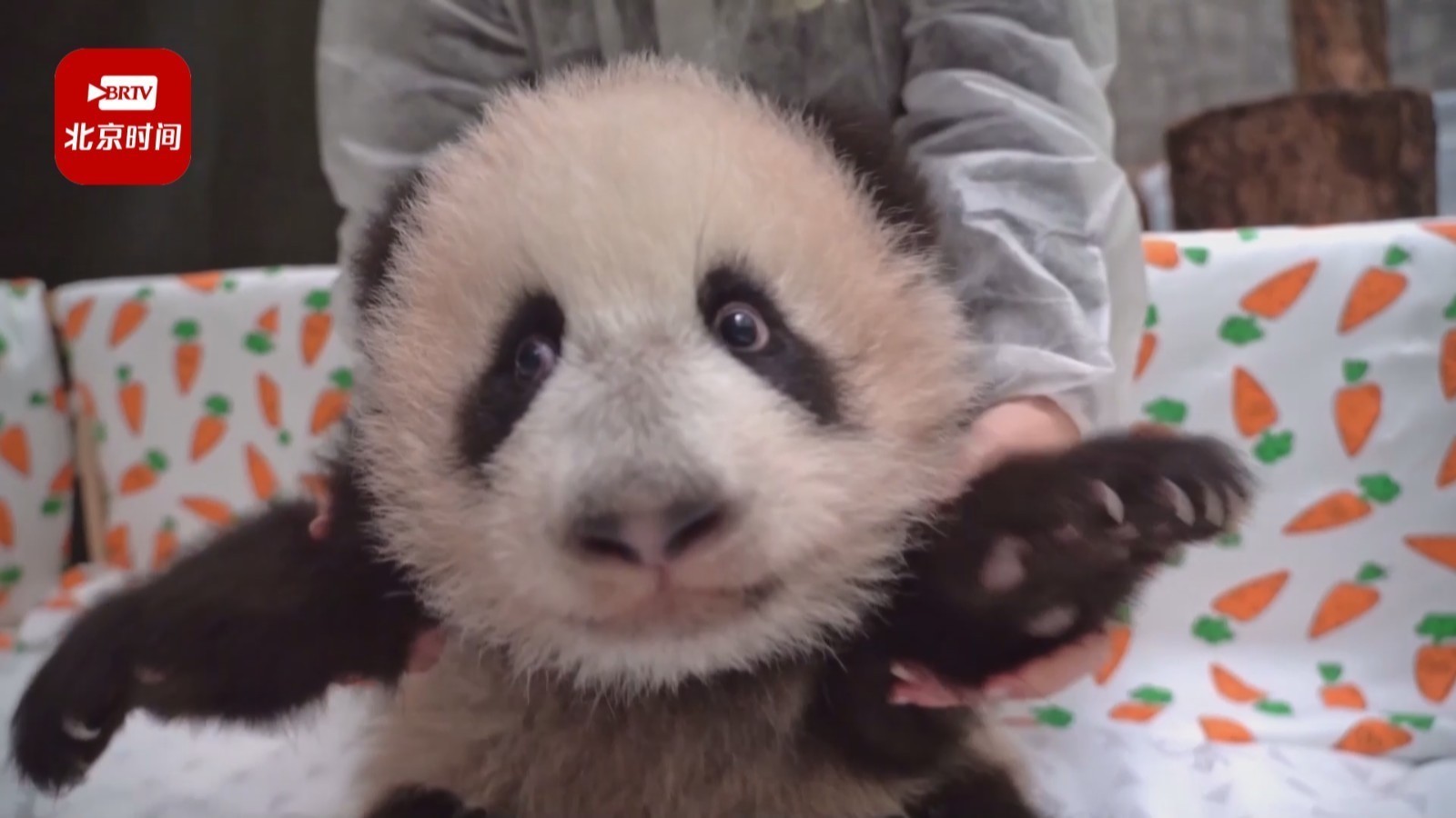 太可爱啦！莫斯科动物园的熊猫宝宝开始走路啦！