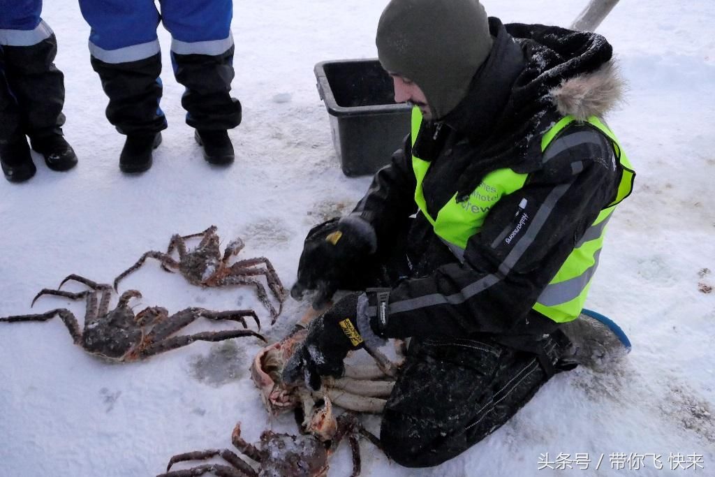 挪威泛滥的帝王蟹:专家呼吁引进天敌!