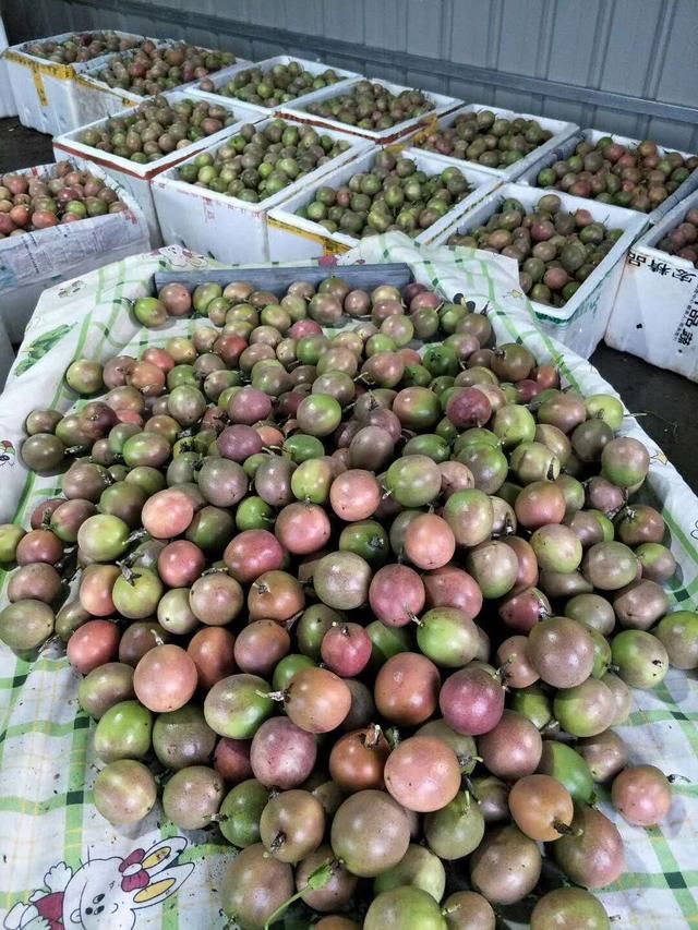 2018年百香果要卖多少钱,种植户才不会亏本,老