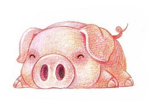 2019年生肖猪全年整体运势大全解析!