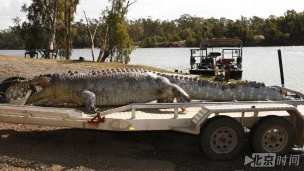 鳄鱼王被杀 动物组织悬赏2.6万缉凶