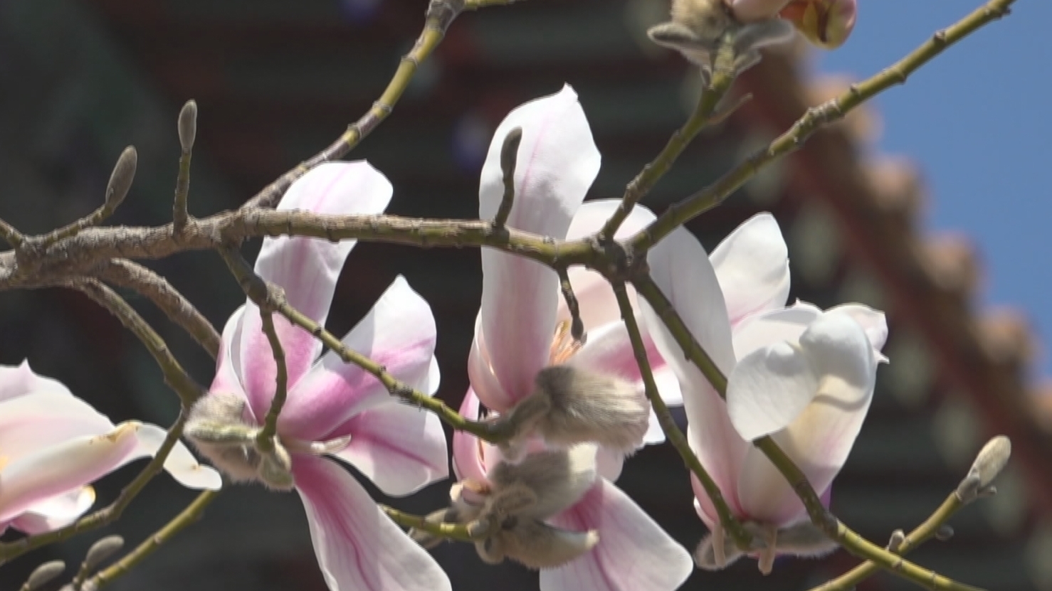 京城玉兰花开 古都春意盎然_北京时间