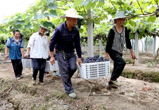 2018家庭农场吃香,申请条件补贴细则你了解多