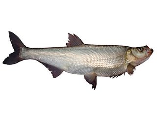 钓翘嘴用什么饵料好?不同钓法用不同饵料