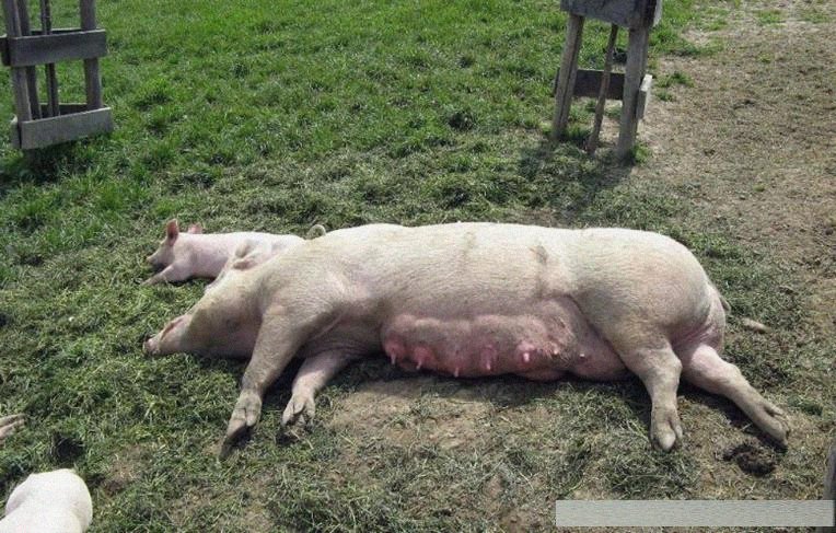 各种动物的睡觉姿势:个个都萌翻了,看到哈士奇