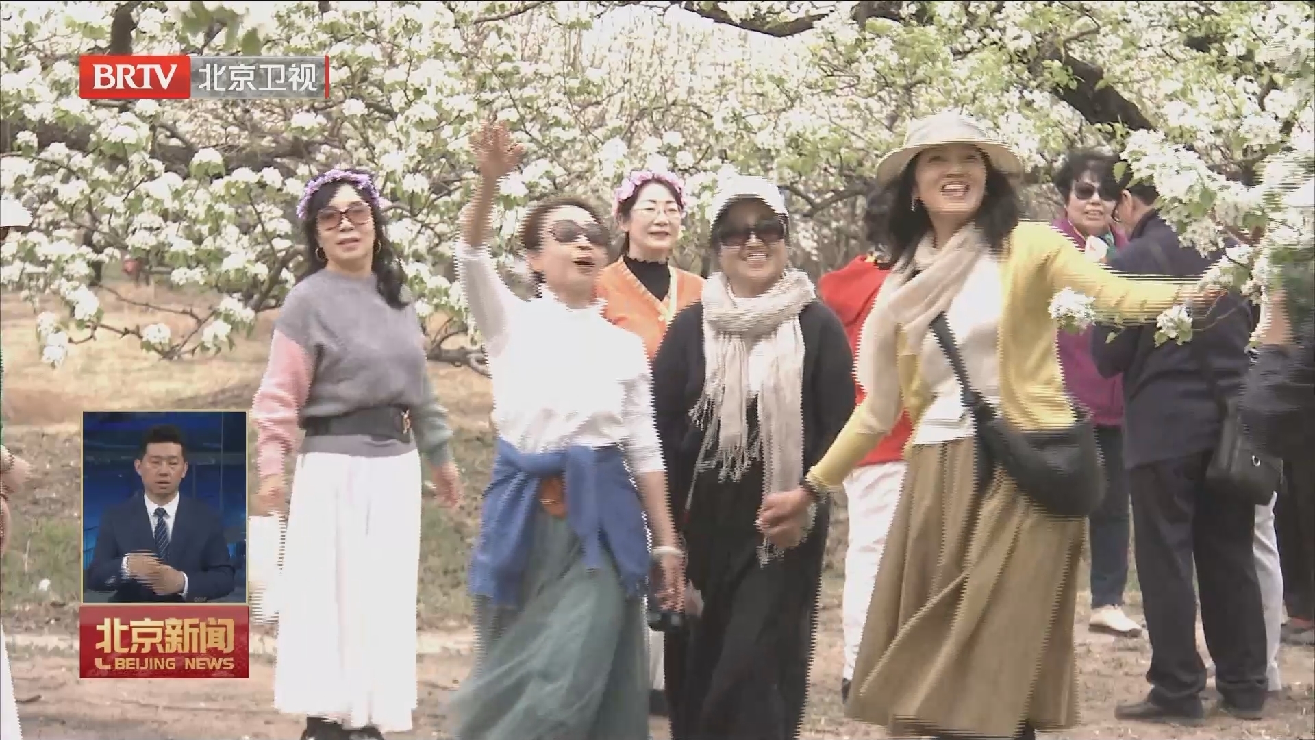 行走在春天里 | 房山区万亩梨园花盛开 行走在春天里 | 房山区万亩梨园花盛开