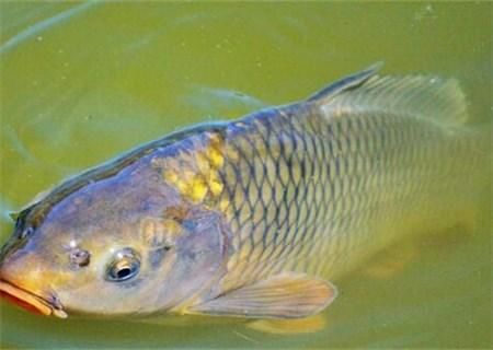 鲤鱼、草鱼、鲫鱼的区别是什么?市场批发价多