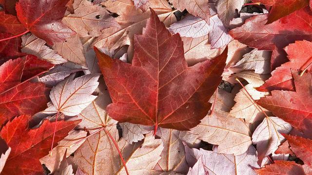 有美国签证,再申请加拿大签证通过率有多高?