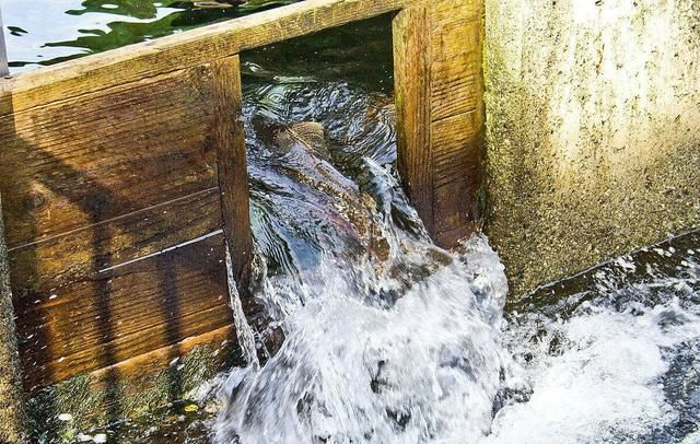 新手钓鱼入门必修课,鱼儿为什么喜欢逆流而上