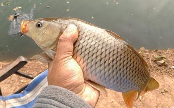 这窝料的"诱惑力"没得说,让鲫鲤鱼乖乖进窝,连渔具店老板都服