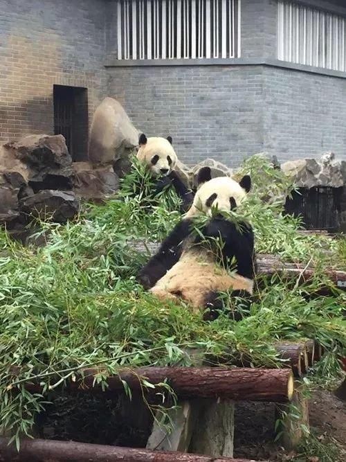 開心!杭州動物園大熊貓