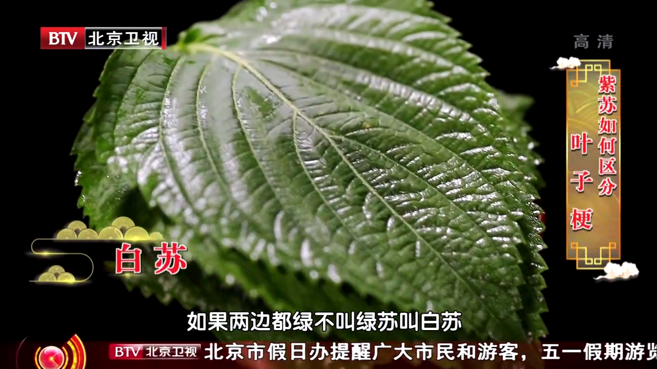 形状长得都一样，背面颜色却不同？两种“紫苏叶”有什么区别？