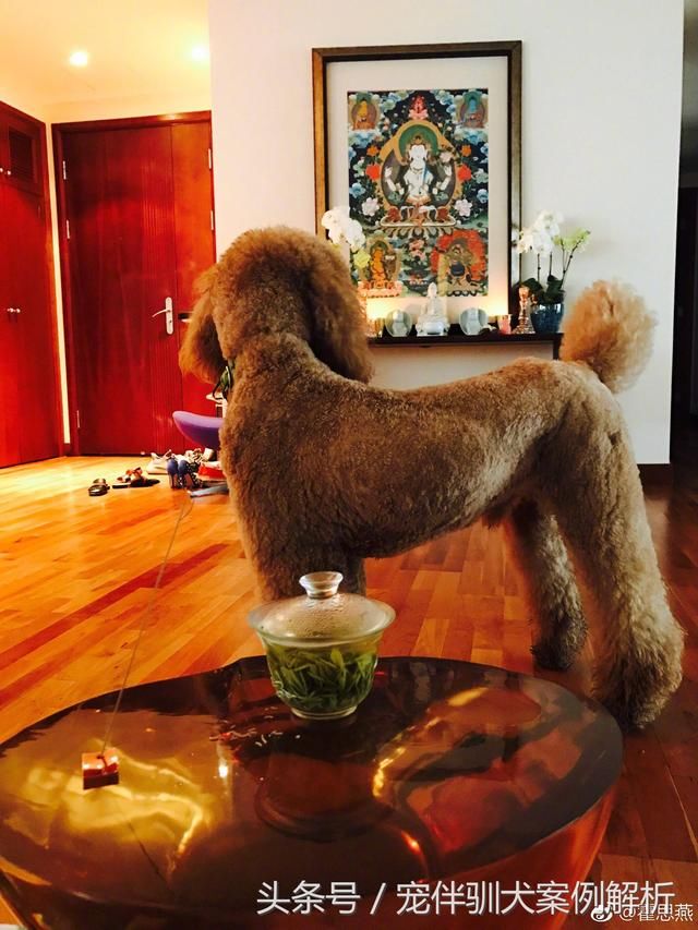 霍思燕家的狗凭什么值600万