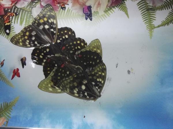 "蝶翅画"作品鱼