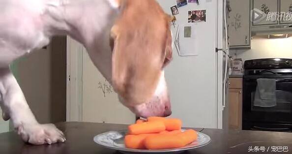 狗狗偷吃胡萝卜 被用这么可爱的方式处罚