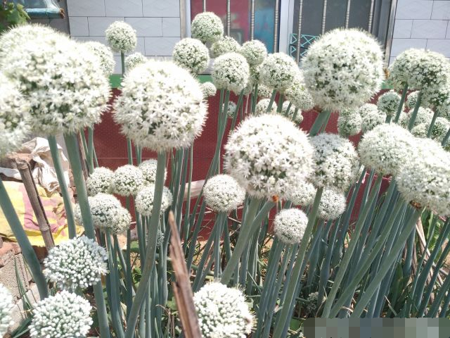 农村地里洋葱大面积倒伏,农民却非常高兴,为啥