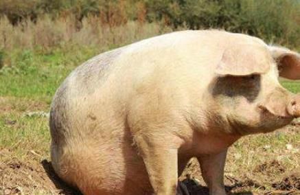 人为什么不能吃母猪肉,吃了会有什么严重后果