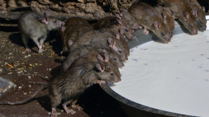 印度有座奇葩“鼠庙” 上万只老鼠在这里接受供奉朝拜 印度有座奇葩“鼠庙” 上万只老鼠在这里接受供奉朝拜