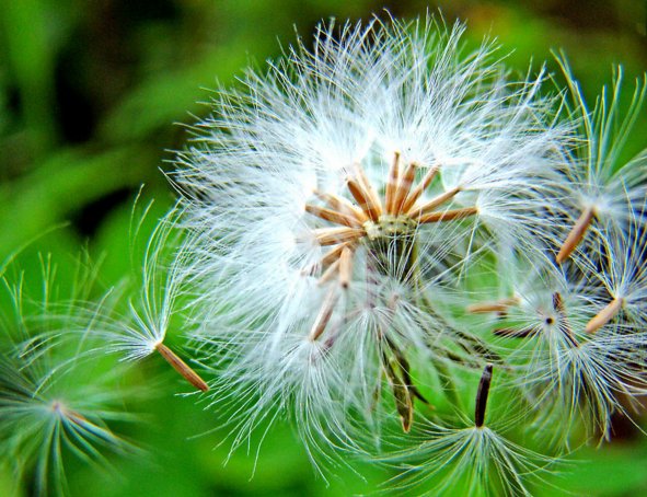 大多数人认识蒲公英首先就是从清热去火消炎开始的,拿蒲公英中具有