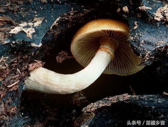 节农村山上野味多,如果处理不当很容易引起食